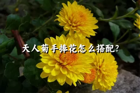 天人菊手捧花怎么搭配？