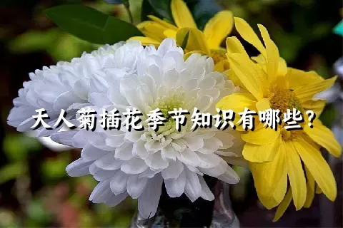 天人菊插花季节知识有哪些？