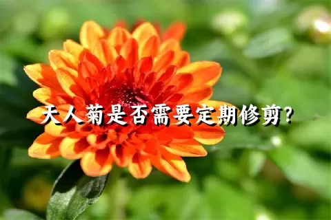 天人菊是否需要定期修剪？