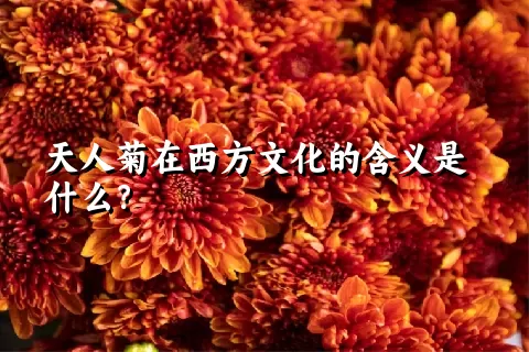 天人菊在西方文化的含义是什么？