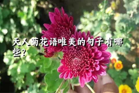 天人菊花语唯美的句子有哪些？