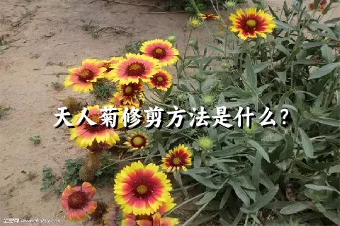 天人菊修剪方法是什么？