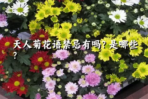 天人菊花语禁忌有吗？是哪些？