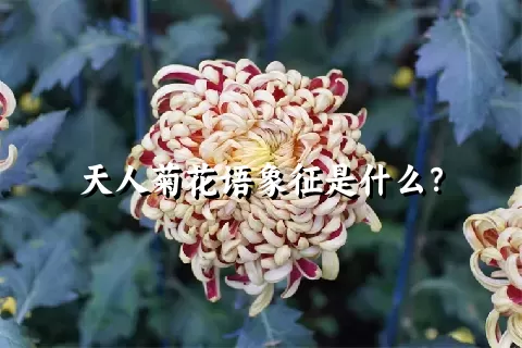 天人菊花语象征是什么？