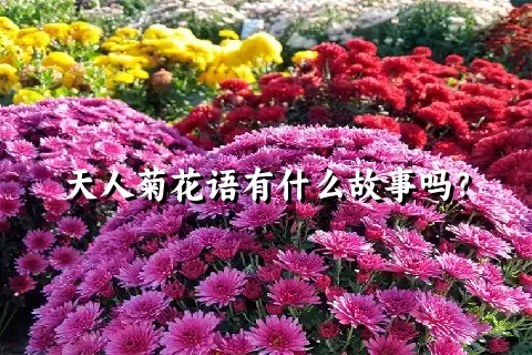 天人菊花语有什么故事吗？