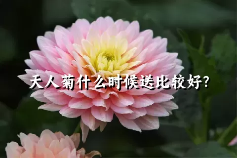 天人菊什么时候送比较好？