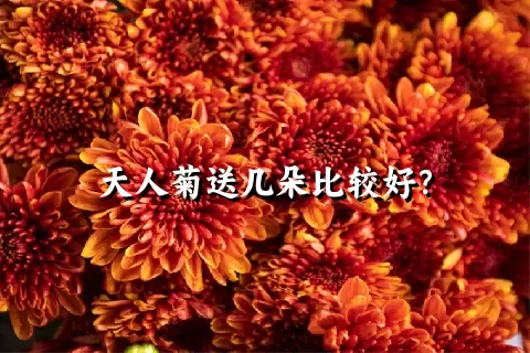 天人菊送几朵比较好？