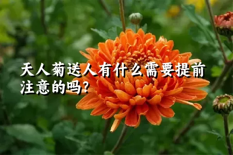 天人菊送人有什么需要提前注意的吗？