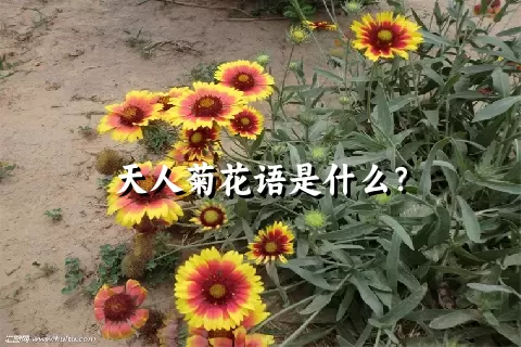 天人菊花语是什么？