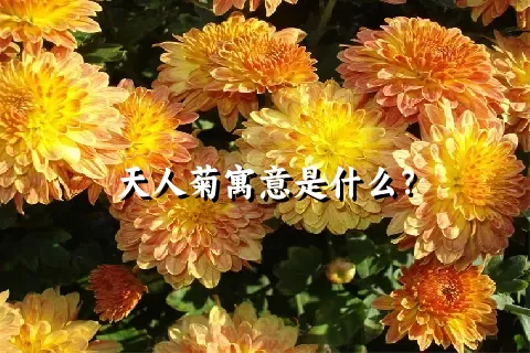 天人菊寓意是什么？