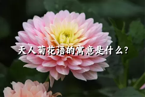 天人菊花语的寓意是什么？