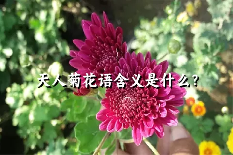 天人菊花语含义是什么？