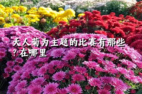 天人菊为主题的比赛有那些？在哪里