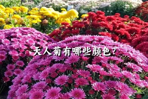 天人菊有哪些颜色？