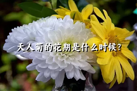 天人菊的花期是什么时候？