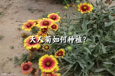 天人菊如何种植？