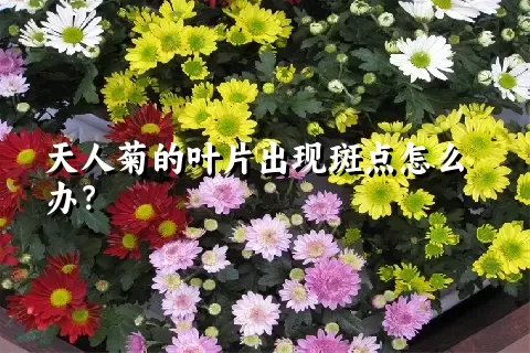 天人菊的叶片出现斑点怎么办？