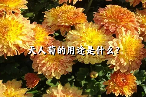 天人菊的用途是什么？