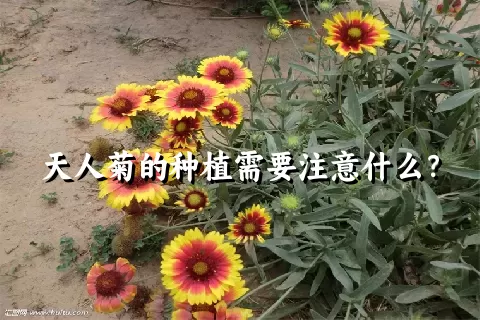 天人菊的种植需要注意什么？