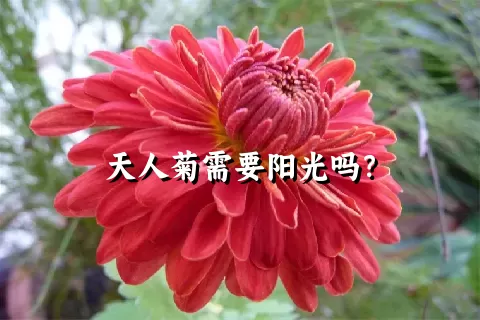 天人菊需要阳光吗？