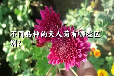 不同品种的天人菊有哪些区别？