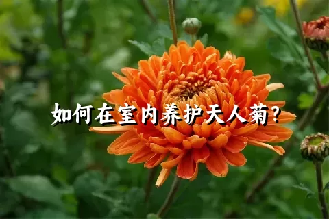 如何在室内养护天人菊？