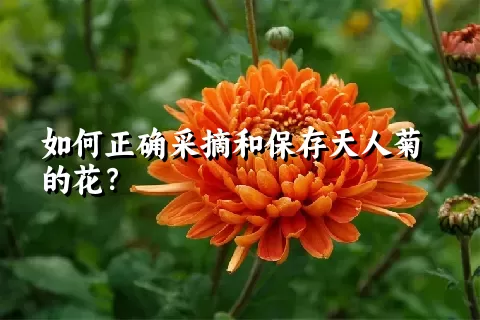 如何正确采摘和保存天人菊的花？