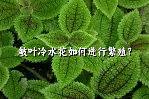 皱叶冷水花如何进行繁殖？