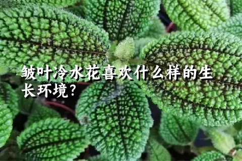 皱叶冷水花喜欢什么样的生长环境？