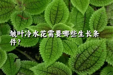 皱叶冷水花需要哪些生长条件？