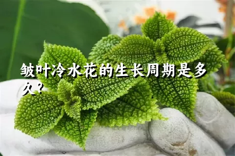 皱叶冷水花的生长周期是多久？