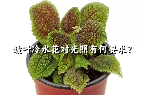 皱叶冷水花对光照有何要求？