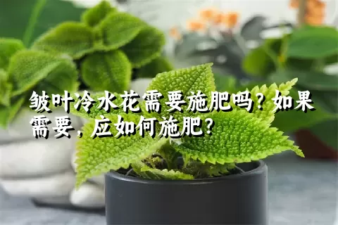 皱叶冷水花需要施肥吗？如果需要，应如何施肥？