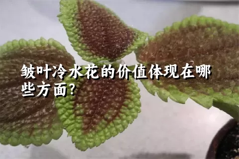 皱叶冷水花的价值体现在哪些方面？