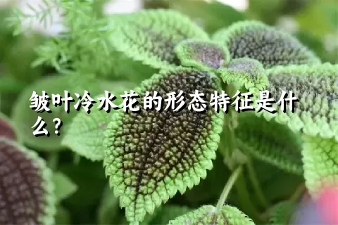 皱叶冷水花的形态特征是什么？