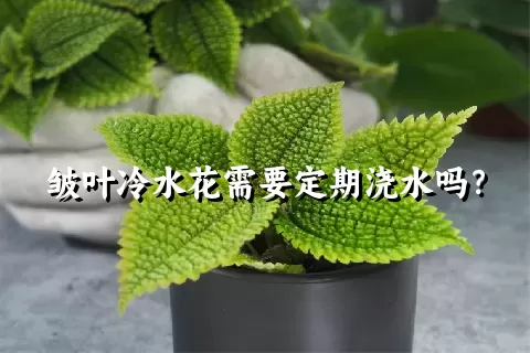 皱叶冷水花需要定期浇水吗？