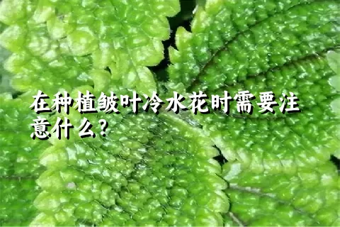 在种植皱叶冷水花时需要注意什么？