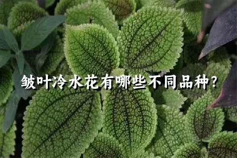 皱叶冷水花有哪些不同品种？