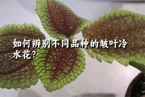 如何辨别不同品种的皱叶冷水花？