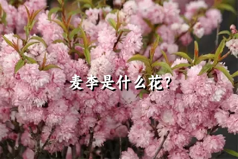 麦李是什么花？