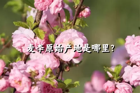 麦李原始产地是哪里？