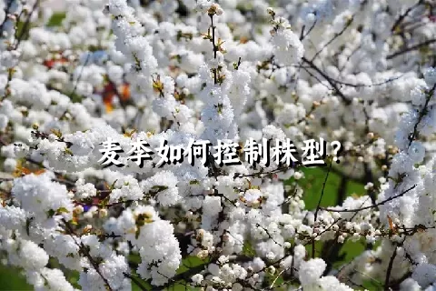 麦李如何控制株型？