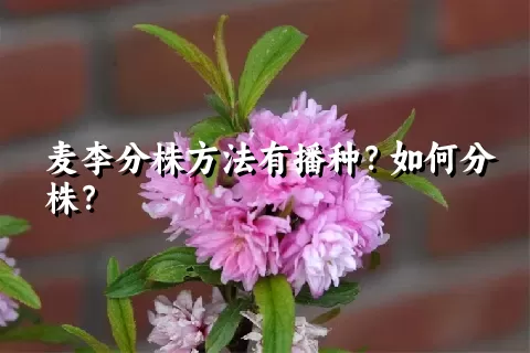 麦李分株方法有播种？如何分株？