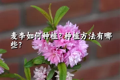 麦李如何种植？种植方法有哪些？