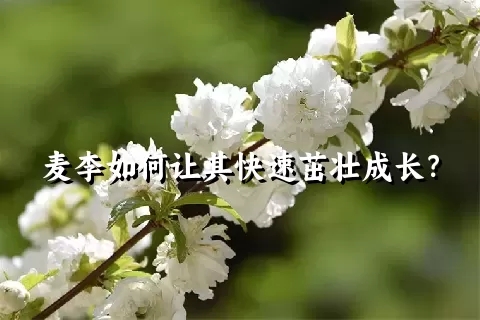 麦李如何让其快速茁壮成长？