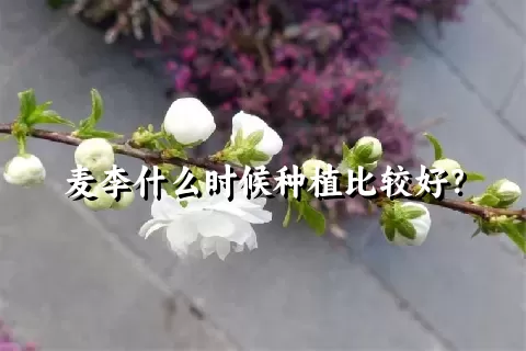 麦李什么时候种植比较好？