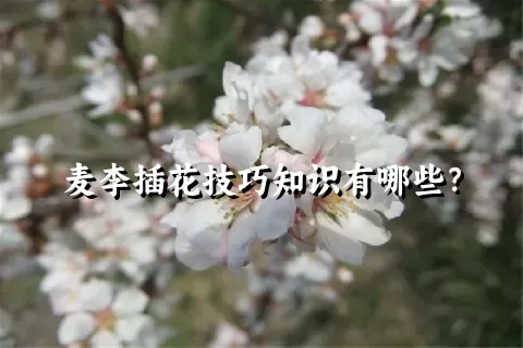 麦李插花技巧知识有哪些？