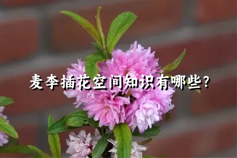 麦李插花空间知识有哪些？