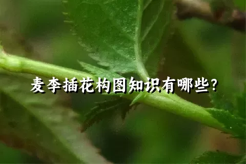 麦李插花构图知识有哪些？