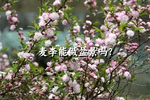 麦李能做盆景吗？